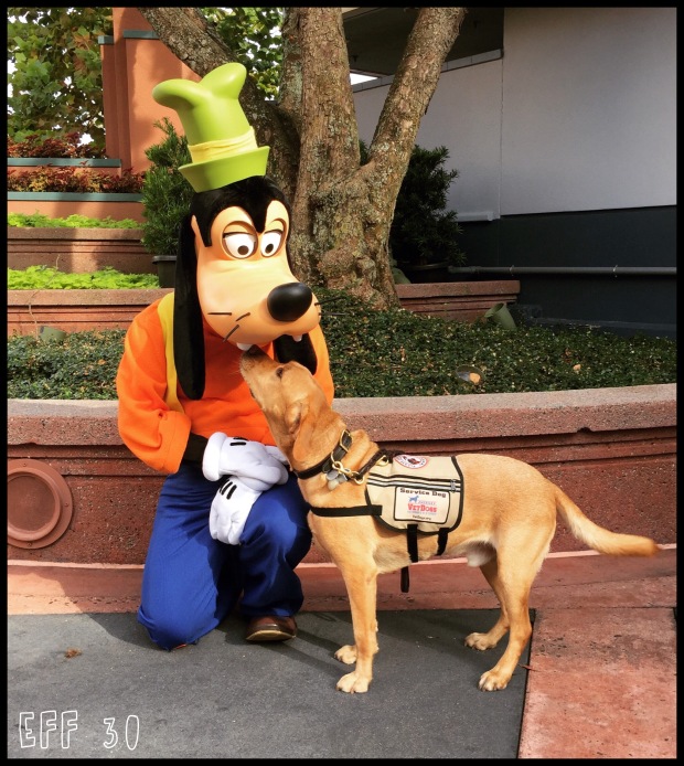 Service Dog kissing Disney's Goofy
